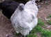 Lavender and large fowl Orpington chicks and hatching eggs