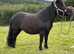 Black standard shetland pony
