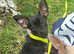 Pedigree Chihuahua stud