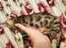 PURE G5 / F5 Bengal Kittens Latest Colours Silver Blue Charcoal, Brown Charcoal