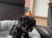 Black Biewer terrier Girl