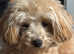Beautiful 1 year old maltipoo looking for a new loving home