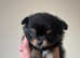 TOY Pomchi male