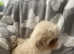 3 imperial shihtzu puppies for sale