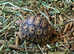 Various tortoises available at Birmingham Reptiles
