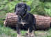 Italian mastiff/cane corso