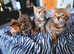 BEAUTIFUL BENGAL KITTENS READY FOR REHOME