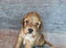 Toy Irish Doodle Puppies PRA/PRCD Clear. 1st Vac Ready To Go!
