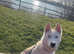 White pedigree husky girl