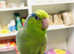 Beautiful baby green parrotlet talking Parrot
