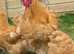 Trio of young Buff Orpington Large Fowl
