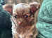 Gorgeous Fluffy Chihuahua Puppy