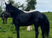 4 year old mare in foal