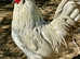 Magnificent French copper Marans cock bird-ladies also available