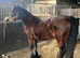 Old fashioned Section d mare