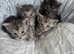 Pedigree xl size Maine coon kittens