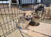 Pekepom  beivermaltipom  puppies for sale.
