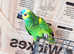 Beautiful young blue fronted Amazon parrot