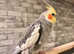 Beautiful baby green Indian ringnick parrot