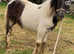 Filly