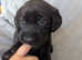 Adorable Labrador Puppies Ready for Their Forever Homes!