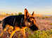 German Shepherd Boy