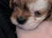 Microchip your pet