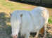 SPSBS registered mini Shetland fillies.