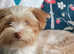 Pedigree Health Tested puppies