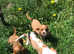 Blenheim cavalier King Charles puppy
