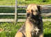 Border terrier boy