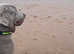 Silver KC registered Labrador (pending)