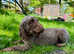 KC registered standard chocolate poodle