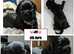 Meet Bella & Billy's Brood *Mum-Karashishi Shih Tzu *Dad-Imperial Shih Tzu