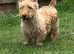 Scottish terrier puppies
