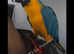 BLUE AND GOLD MACAW