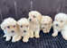 F1 Goldendoodle 3 girls still available
