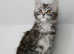 Stunning Maine Coons kittens !