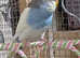 1 young MALE budgie for sale