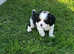 Beautiful cavalier King Charles pups
