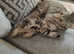 Savannah x Maine Coon kittens