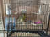 Fife Canary hens exhibition quality