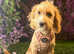 F1 apricot and white mini Cockapoo 5 months old