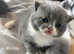 Beautiful British shorthair kittens