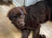 Kc registered. Newfoundland. tommy