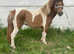 Shetland colt