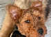 Welsh terrier