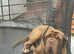 Neapolitan mastiff boy and girl