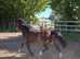 Beautiful 13.2hh Bay pony