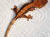 Halloween Crested Gecko